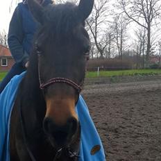 Barockpinto Gazella Frieserly