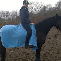 Barockpinto Gazella Frieserly