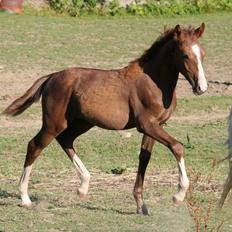Anden særlig race Nørballes Beauty Arema