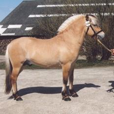 Fjordhest Abel Stanstorp AVLSHINGST LÅNEPONY