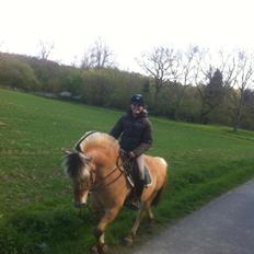 Fjordhest Abel Stanstorp AVLSHINGST LÅNEPONY