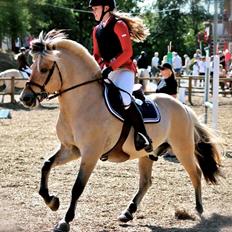 Fjordhest Abel Stanstorp AVLSHINGST LÅNEPONY