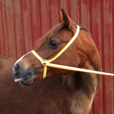 Welsh Pony (sec B) Keilkær Zerlina R.I.P.