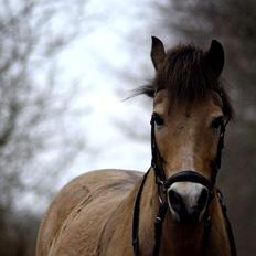 Irsk Sportspony Irish Don