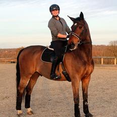 Dansk Varmblod Baunehøjens Lussac