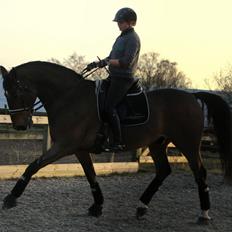 Dansk Varmblod Baunehøjens Lussac