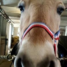 Anden særlig race Laban