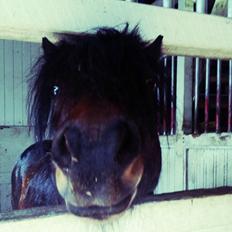 Dartmoor Anc-Neu Kao