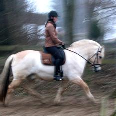 Fjordhest Hjalte Følsbjerg