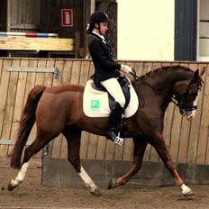 New Forest Palermo af Højgaarden - SOLGT