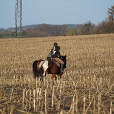 Amerikansk Paint Pony Our Treasure Maglite (Toby)