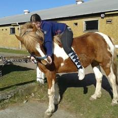 Anden særlig race Hidalgo *Drengerøven*