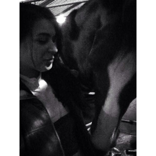 Dansk Varmblod Red Romance billede 7