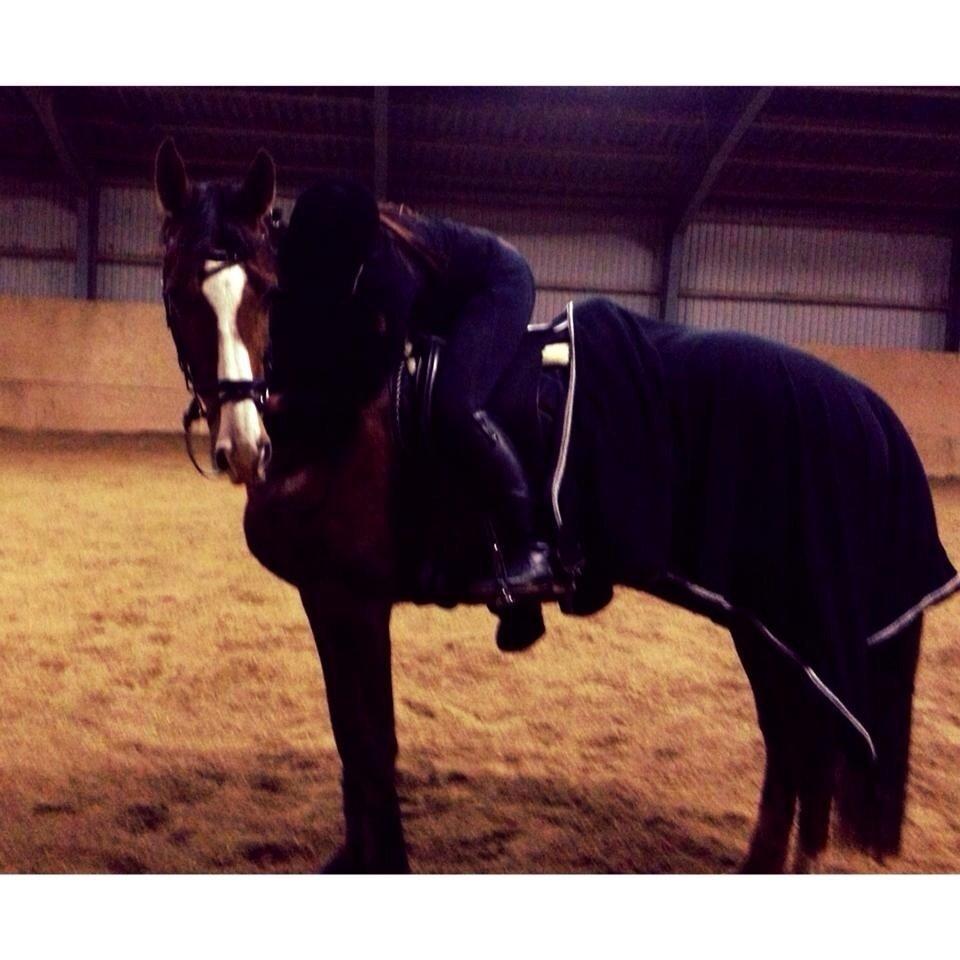 Dansk Varmblod Red Romance billede 9