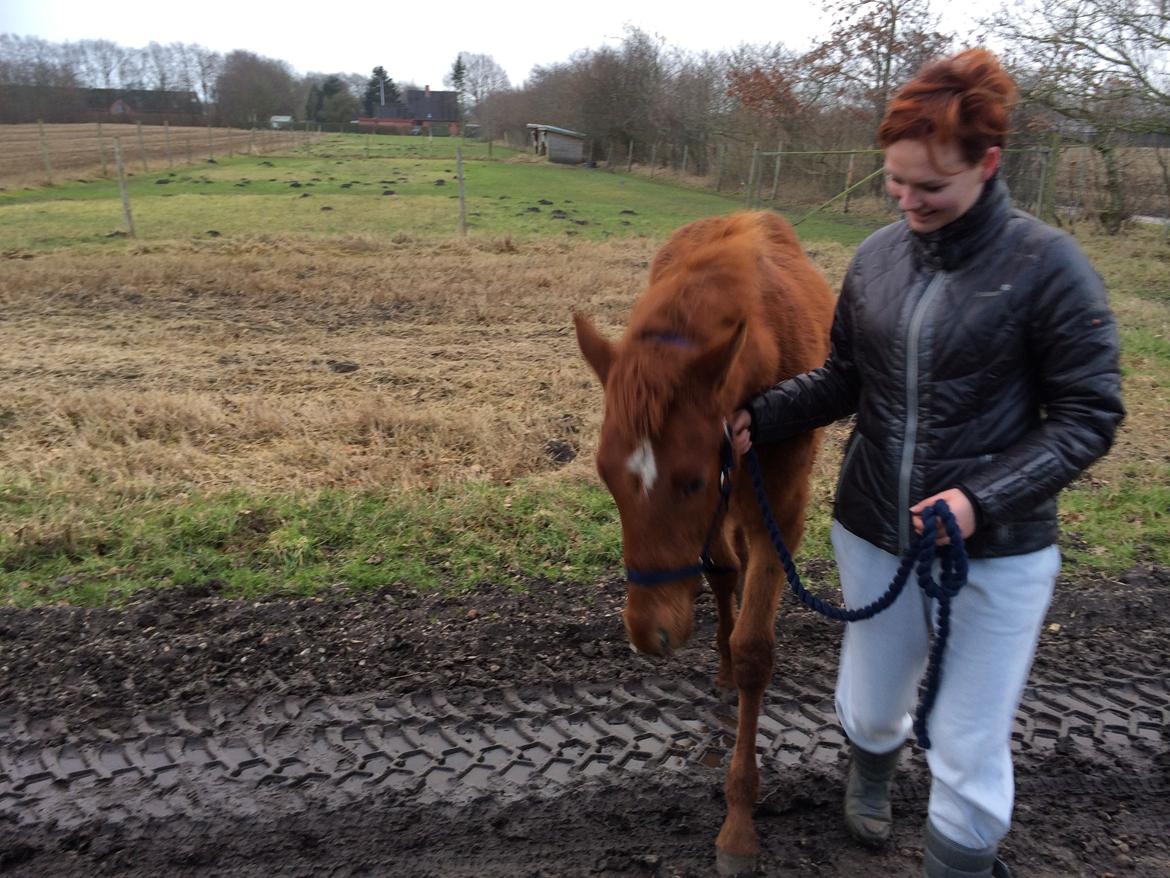 Palomino Holms Mr Dudditss - 6 måneder billede 3