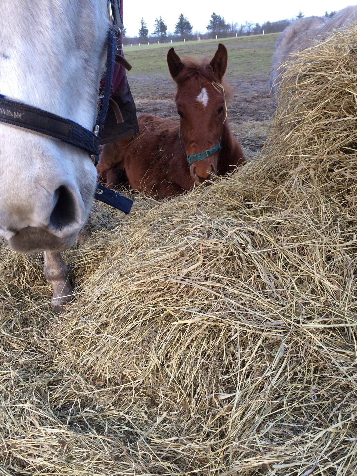 Palomino Holms Mr Dudditss - En sløj og træt Dutte billede 9