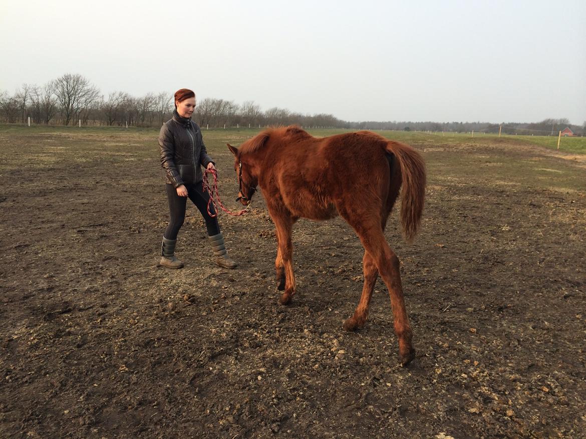 Palomino Holms Mr Dudditss - 6 måneder billede 7