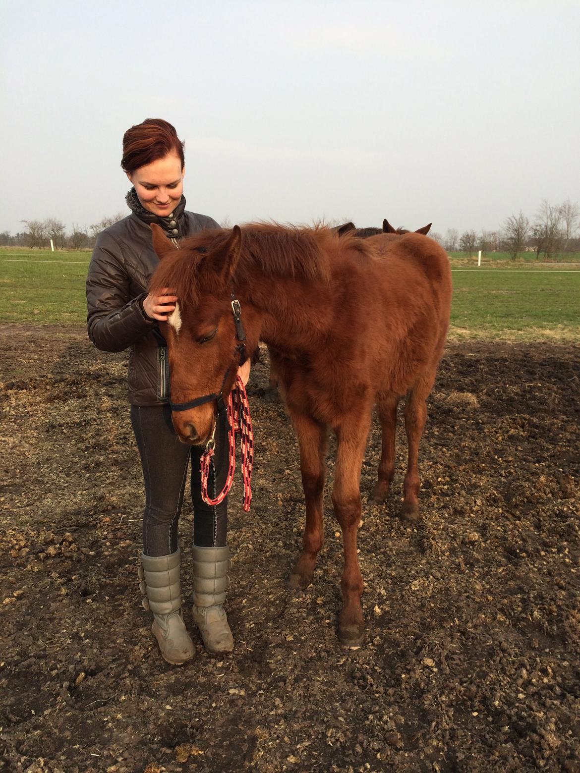 Palomino Holms Mr Dudditss billede 13