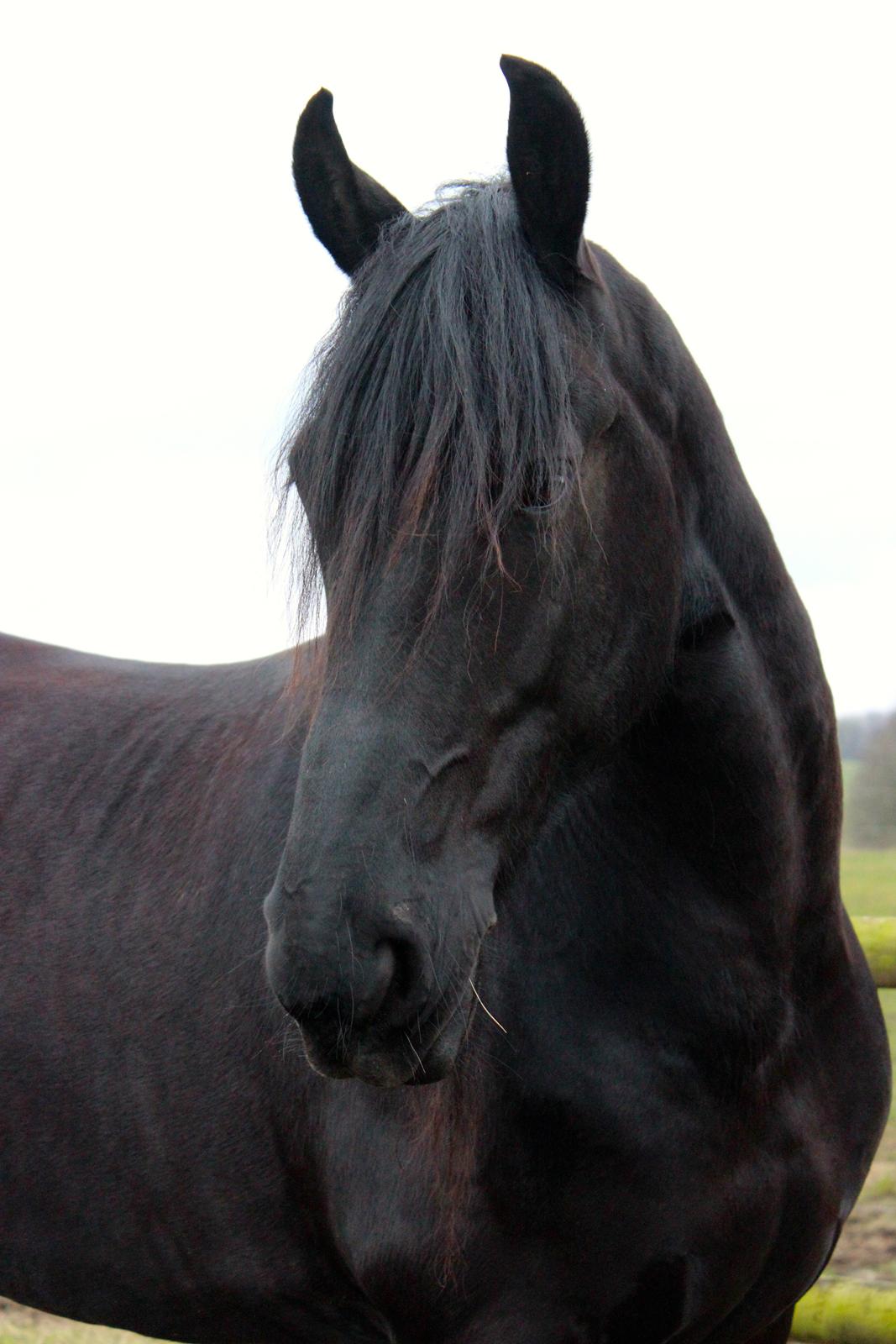Frieser Nando af Banegården billede 9