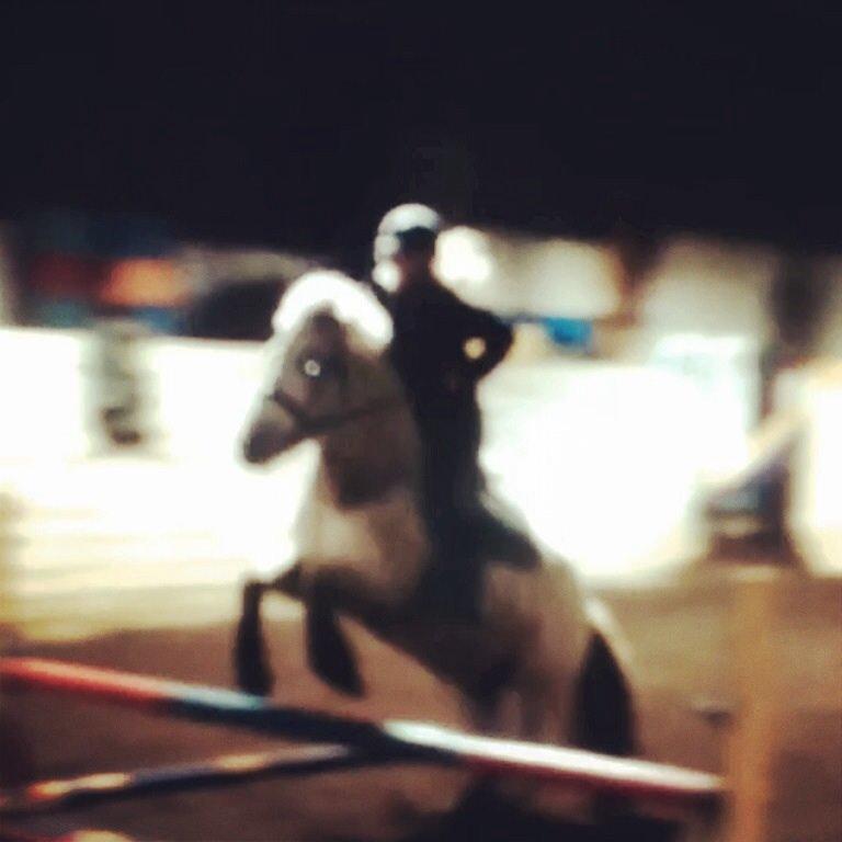 Fjordhest Ellemoses Lobo billede 6