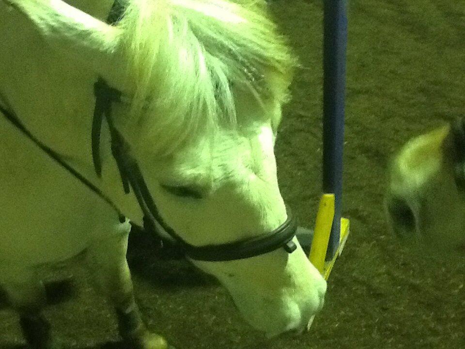 Fjordhest Ellemoses Lobo billede 12