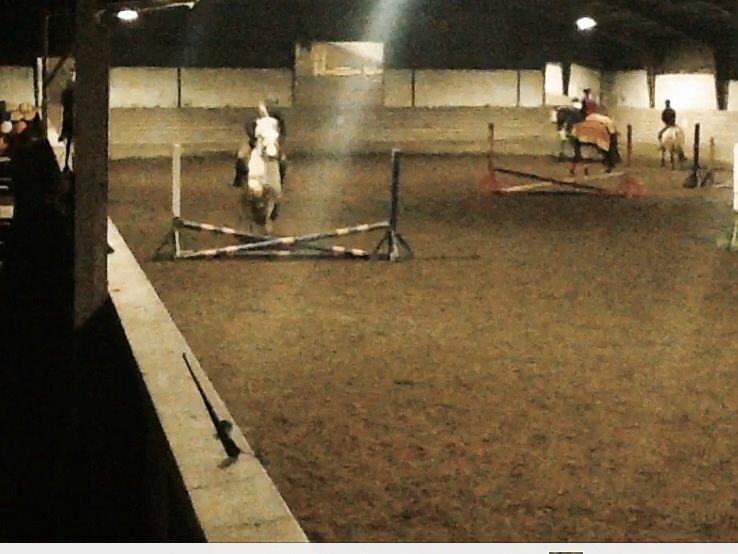 Fjordhest Ellemoses Lobo billede 15