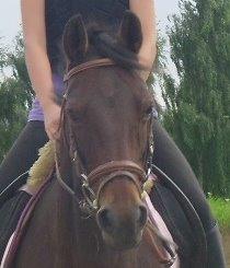 Connemara Tobæks Isabella <3 billede 1