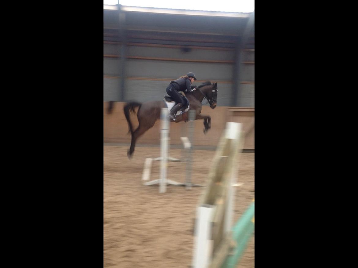 Hollandsk Sportspony NAPIRAI - Lækre pony, da jeg prøvede hende.<3 billede 9