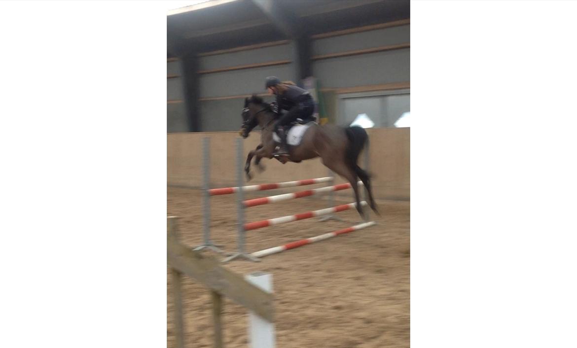 Hollandsk Sportspony NAPIRAI - Springdyret! billede 4