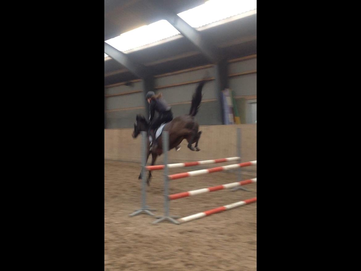 Hollandsk Sportspony NAPIRAI - Lækre pons.. :-D <3 billede 20