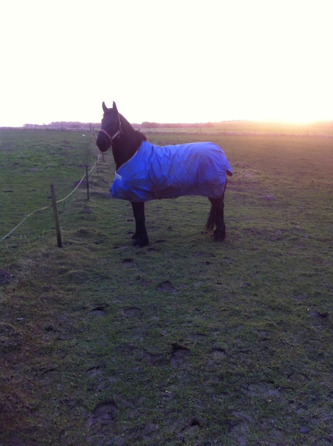 Frieser Jeltsje Fza Sonderladegaard billede 6