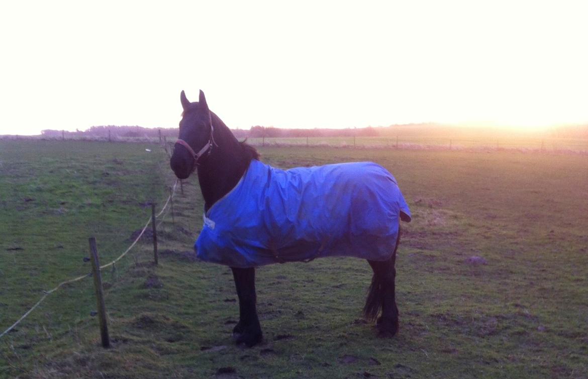 Frieser Jeltsje Fza Sonderladegaard billede 7