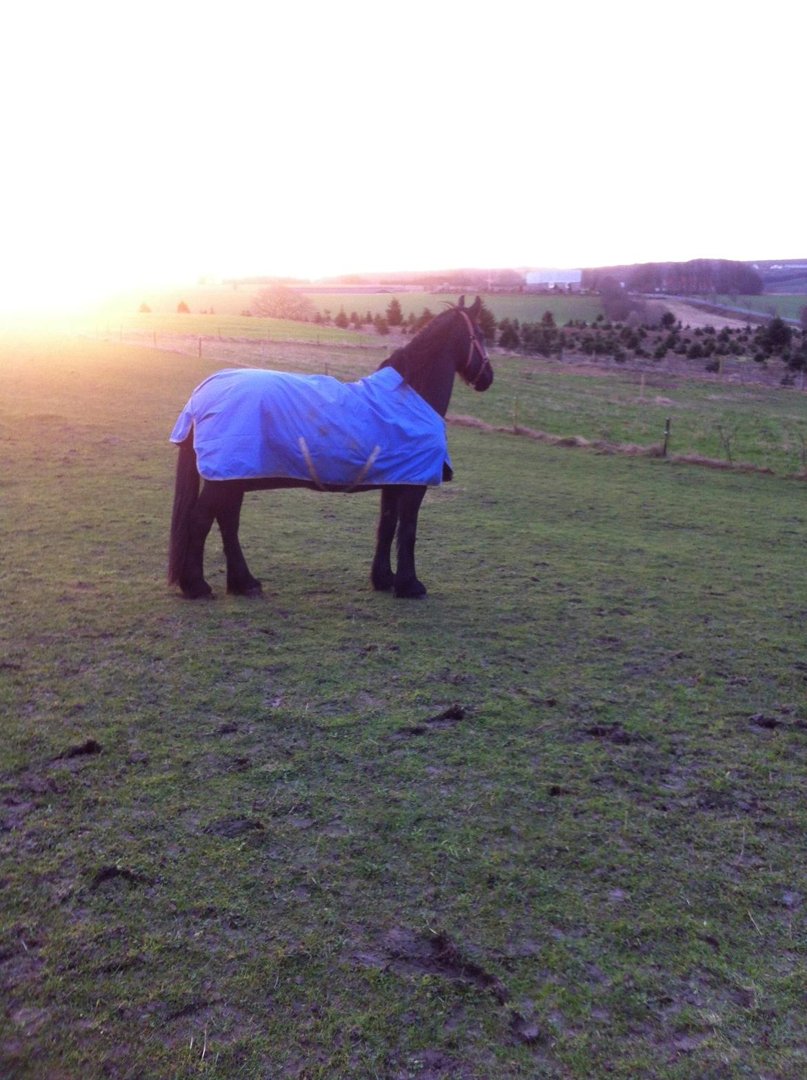 Frieser Jeltsje Fza Sonderladegaard billede 9