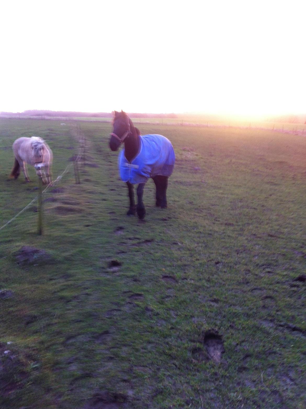 Frieser Jeltsje Fza Sonderladegaard billede 11