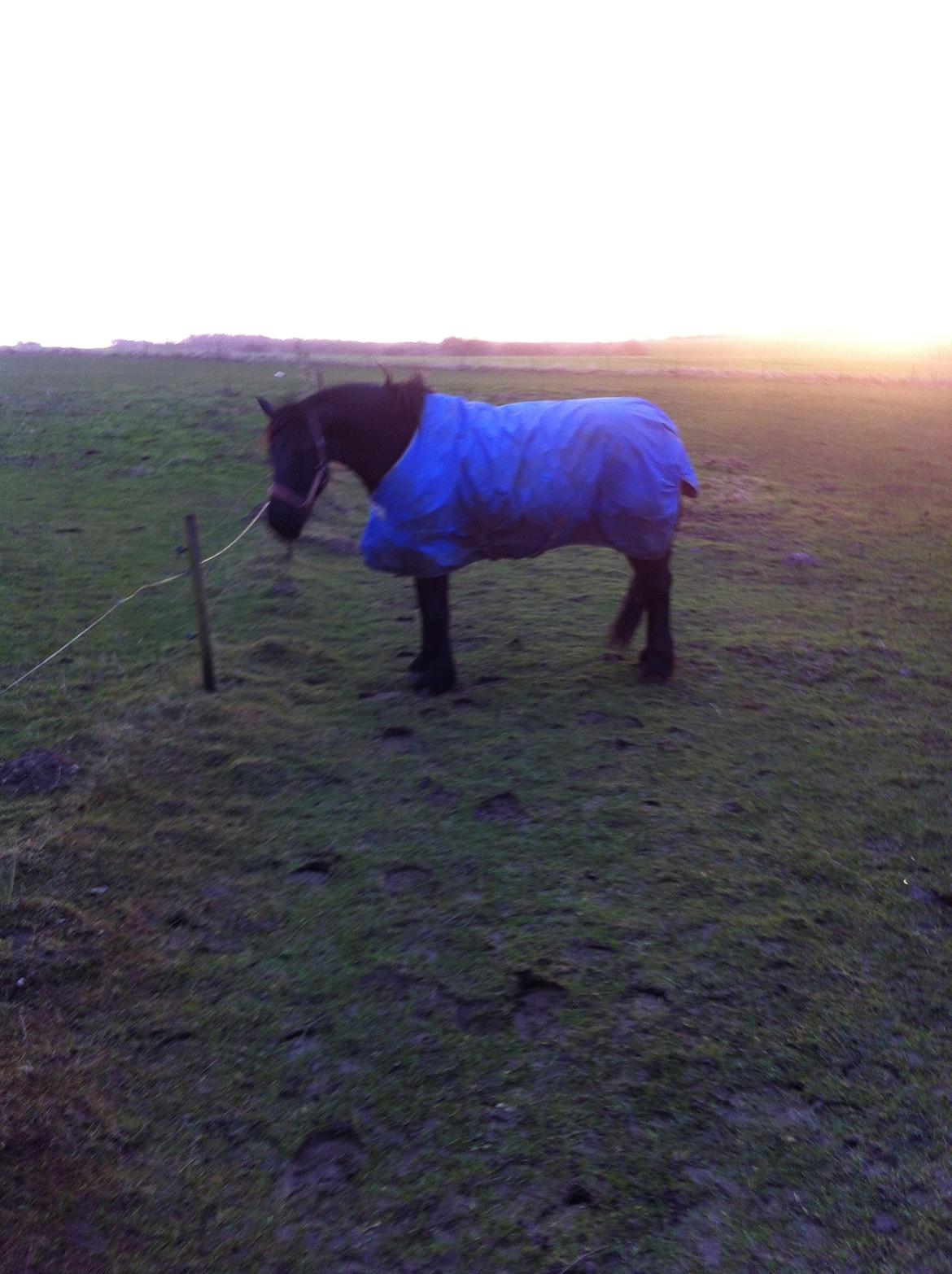 Frieser Jeltsje Fza Sonderladegaard - Dagen efter hun ankom, første dag på marken:-) billede 3