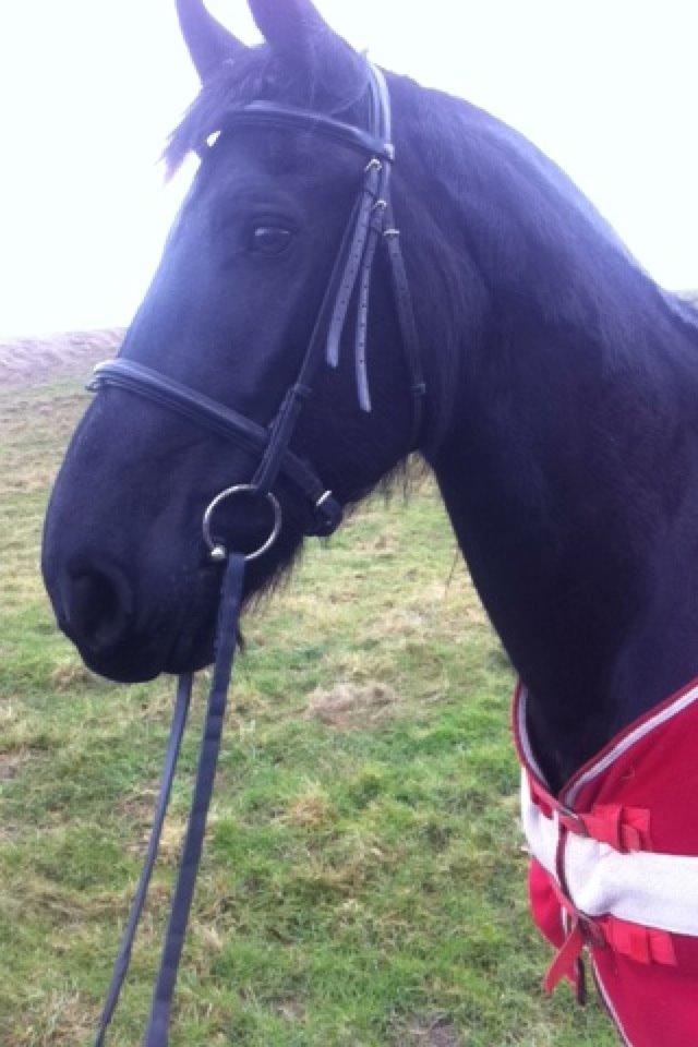 Frieser Jeltsje Fza Sonderladegaard billede 2