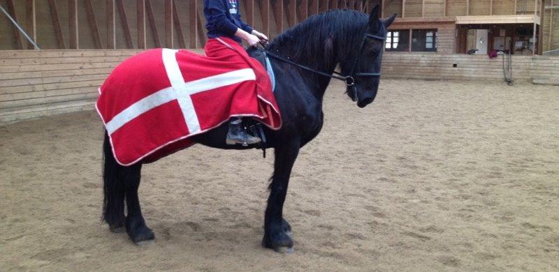 Frieser Jeltsje Fza Sonderladegaard - Aller første ridetur på Jeltsje i ridehallen  billede 8