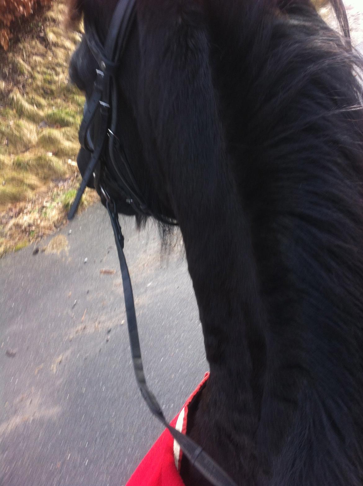 Frieser Jeltsje Fza Sonderladegaard - Første ridetur i naturen :-) billede 4