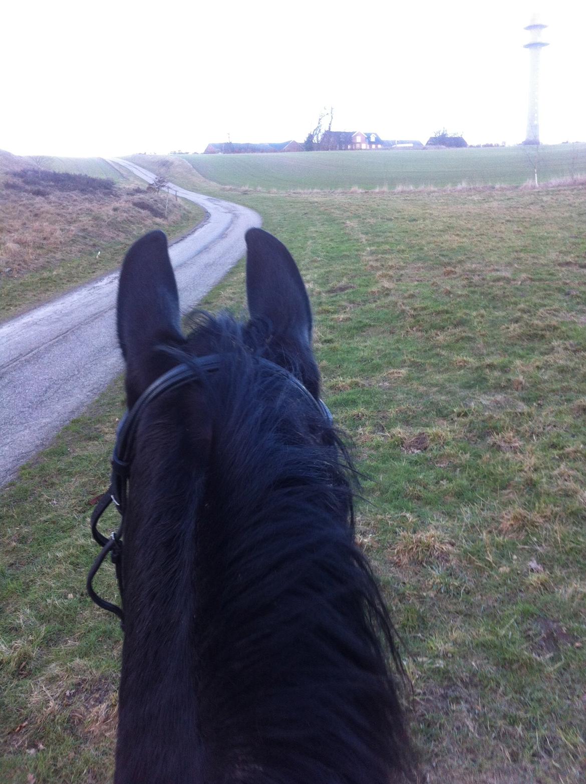 Frieser Jeltsje Fza Sonderladegaard - En af de første gange på tur billede 10