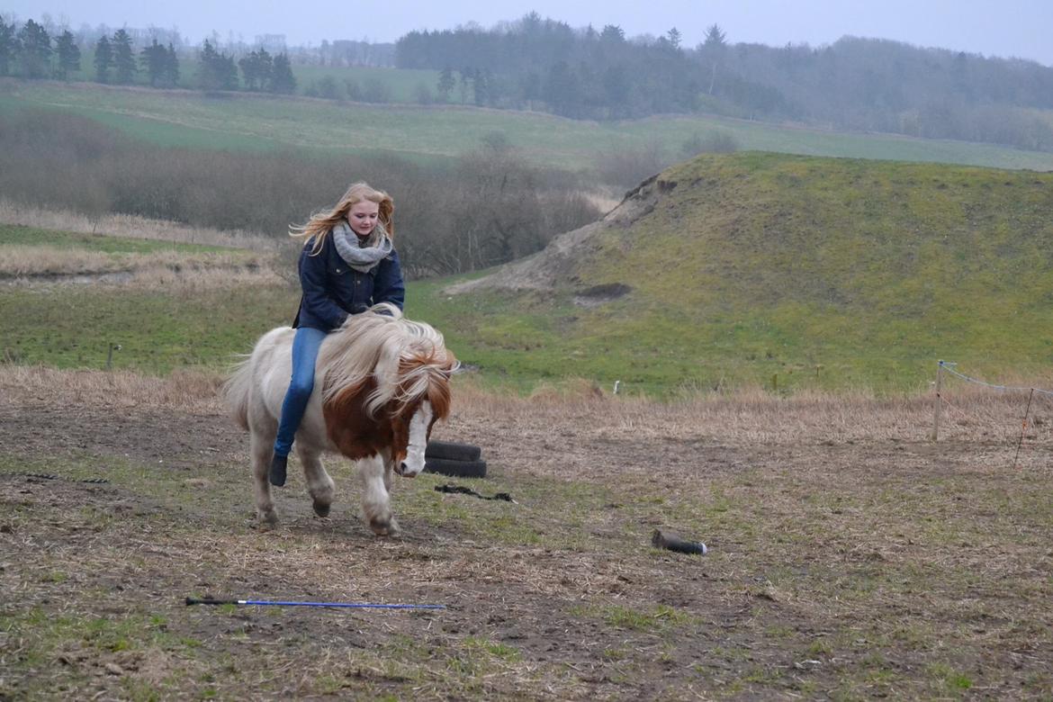 Anden særlig race Smut - 5 marts 14. Galop på folden uden udstyr, første gang vi rider uden udstyr. Fotograf Louise <3 billede 14