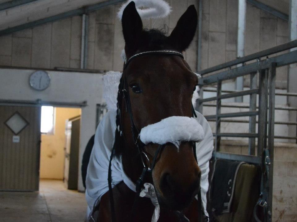 Anden særlig race Paw (Bamse) - Den lille engel, fastelavn 2013. billede 1