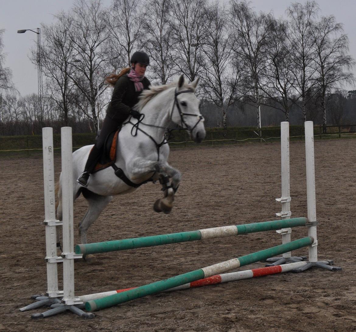 Anden særlig race Frk Freja - Flying  billede 8