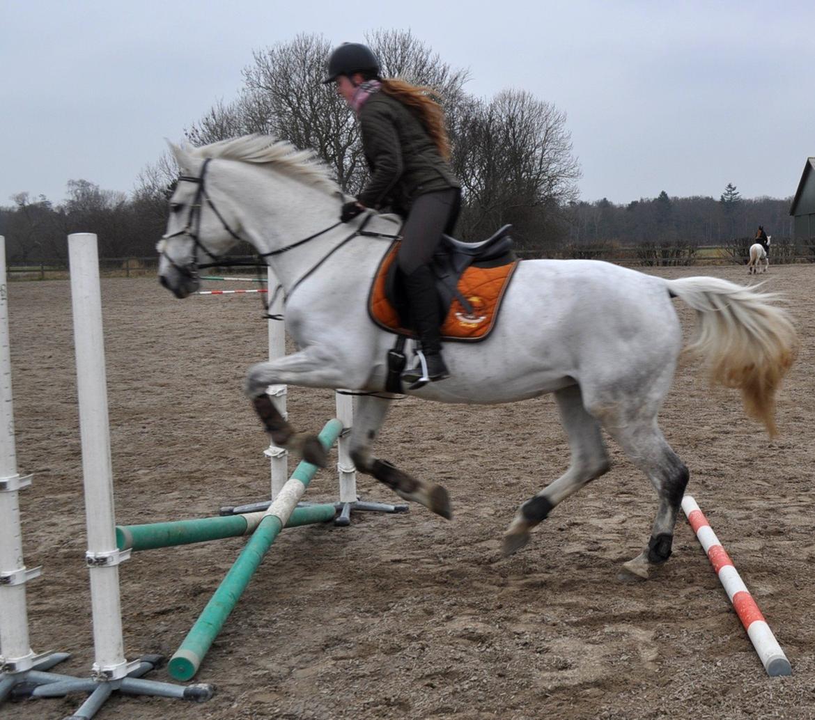 Anden særlig race Frk Freja - Hoplaa billede 6