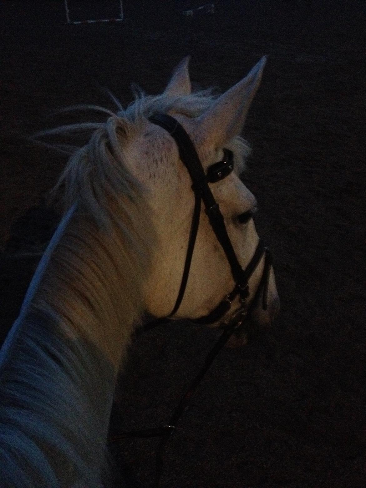 Anden særlig race Frk Freja billede 9