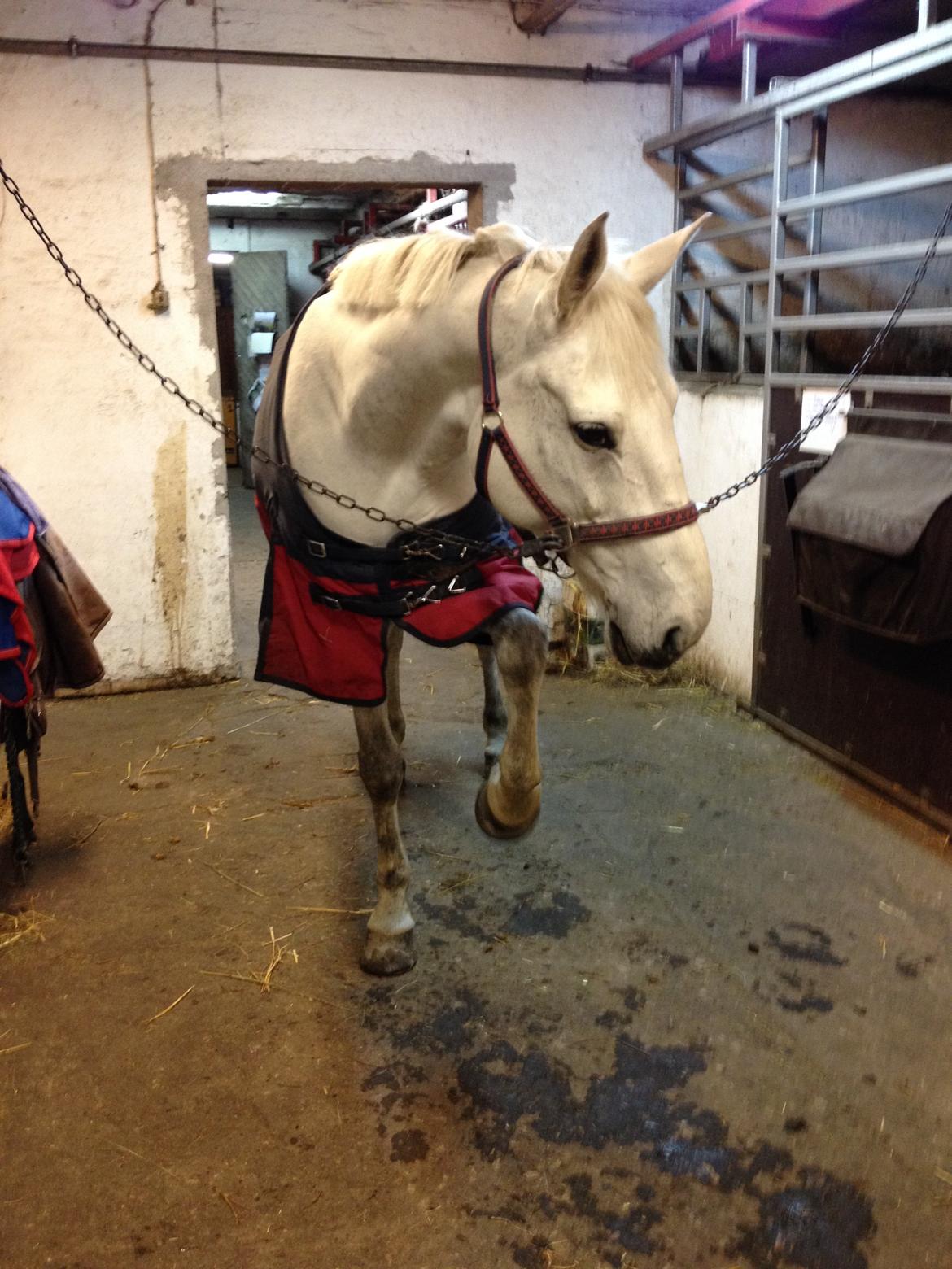 Anden særlig race Frk Freja - Opmærksomhed til frøkenen billede 10