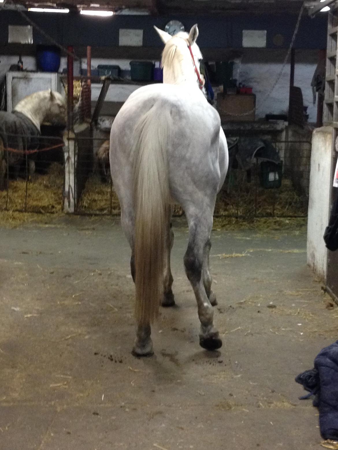 Anden særlig race Frk Freja - Når enden er god er alting godt ;) billede 12