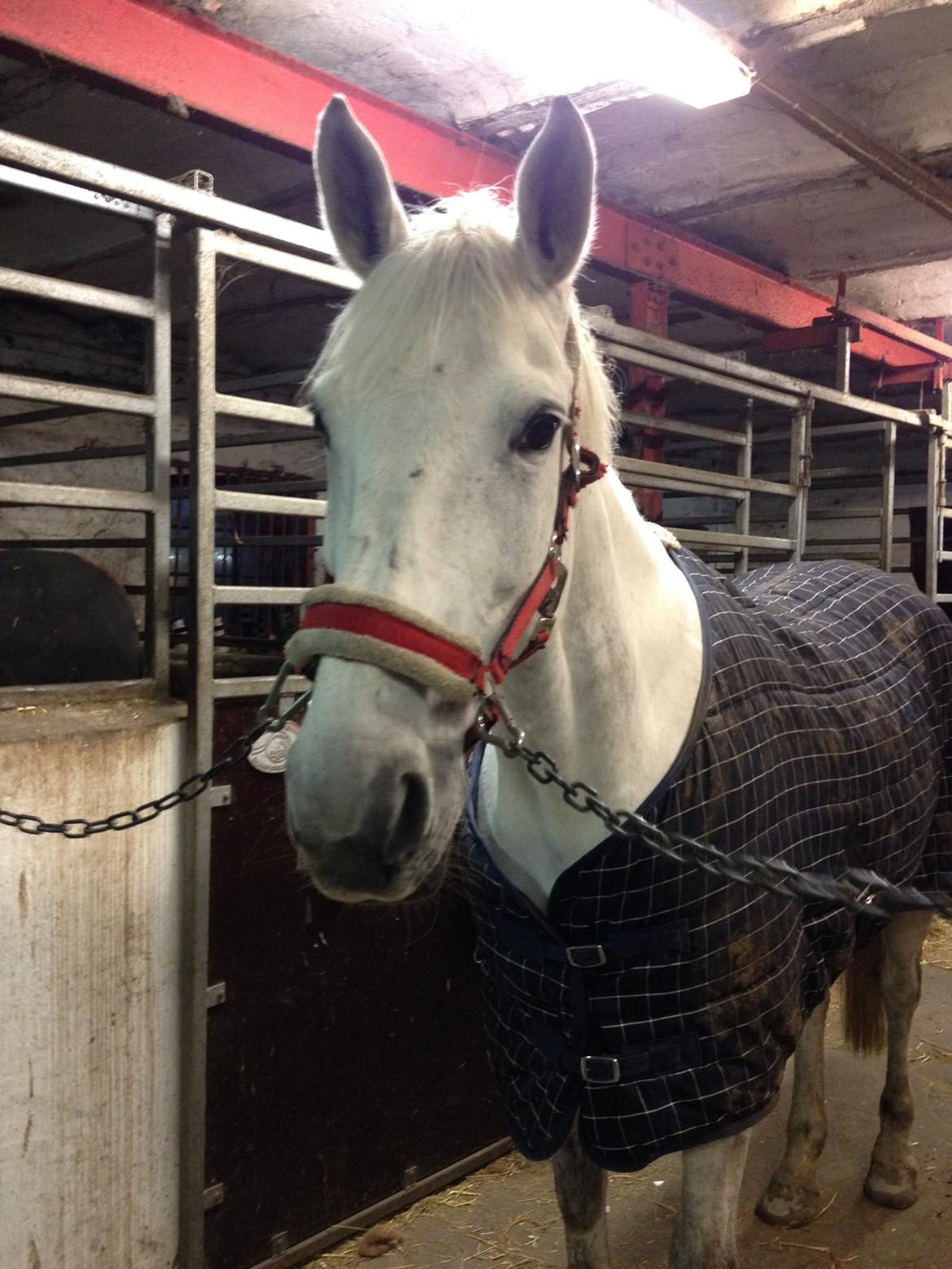 Anden særlig race Frk Freja billede 11