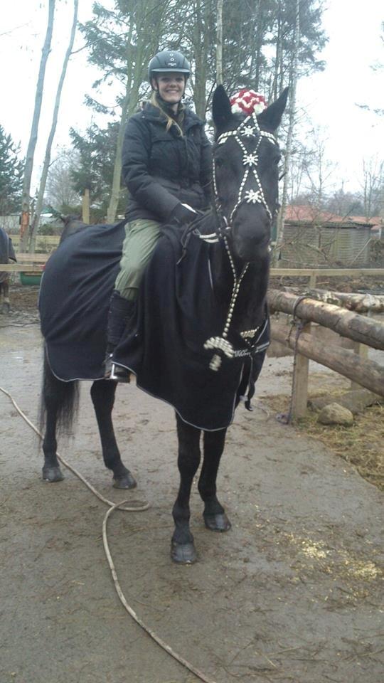 Trakehner Steinberg E (Spartacus) billede 12