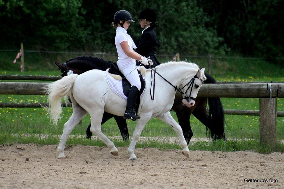 Welsh Pony af Cob-type (sec C) Edelweis Sonny billede 10