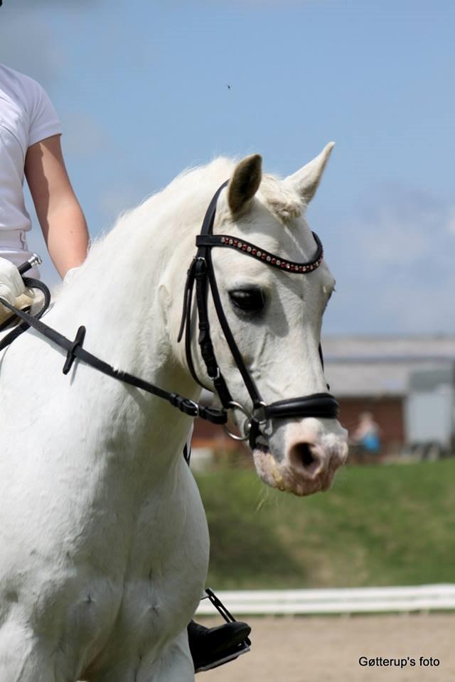 Welsh Pony af Cob-type (sec C) Edelweis Sonny billede 12